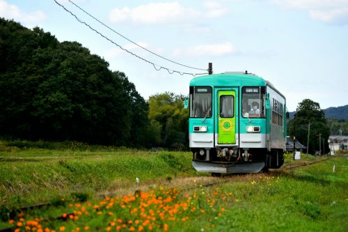 北条鉄道のコスモス風景を行くローカル気動車(長~播磨下里)