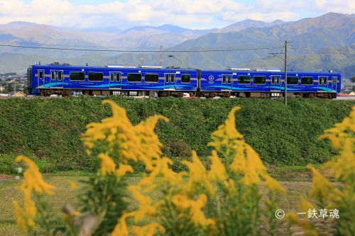しなの鉄道とセイタカアワダチソウ