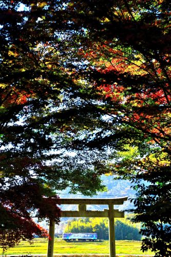 北条鉄道沿線の里山の秋を行くフラワ2000形(法華口~播磨下里・網引駅)