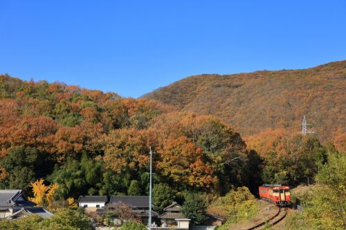 津山線の里山風景の紅葉を行くキハ40系列ノスタルジー色+タラコ色ローカル列車(野々口~牧山)