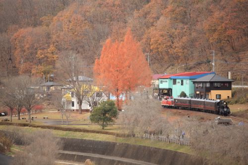 道の駅のもてぎのメタセコイア