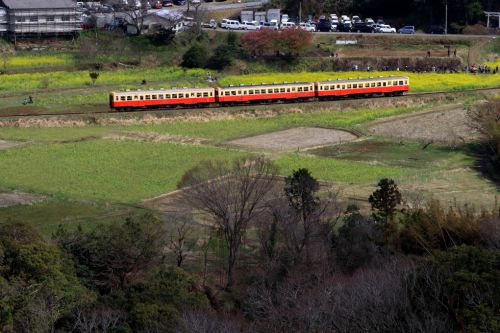 菜の花咲いた - 2020年・小湊鉄道 -
