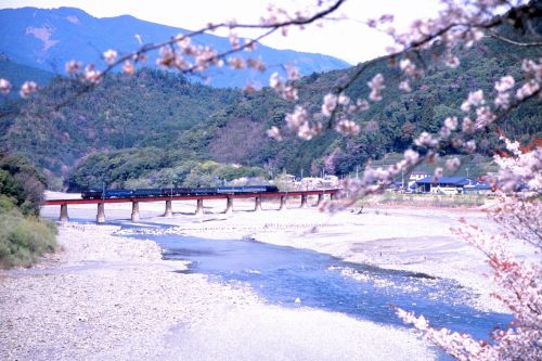 大井川鉄道の桜の季節を行くC11牽引のSL列車(抜里~川湯温泉笹間渡他)