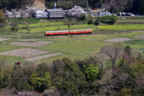 房総半島の春ど真ん中 - 小湊鉄道・2020年 -