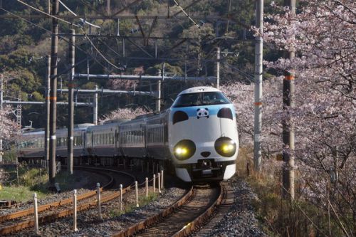 阪和線・山中渓駅の桜と「パンダくろしお『サステナブルSmileトレイン』」の撮影記録(2021.3.27)