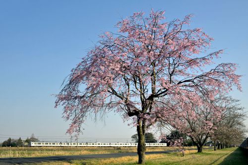 電車3本
