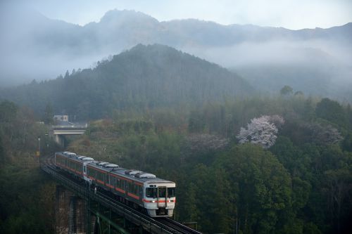 紀勢本線の三瀬谷ダムの朝霧と桜をバックに行くキハ25系ローカル列車(三瀬谷~滝原)