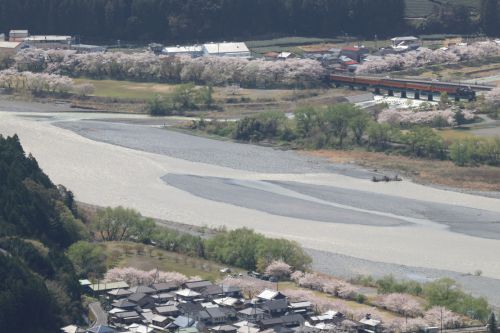 家山の桜トンネルを抜けた汽車 - 大井川鉄道・2021年 -