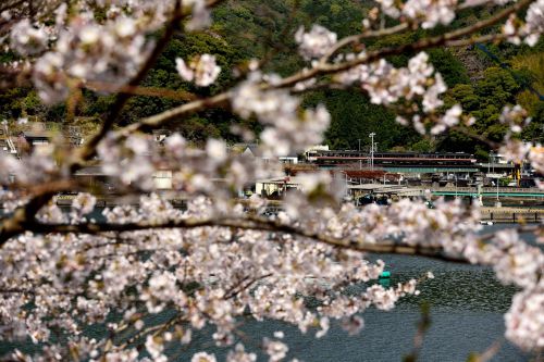 紀勢本線の仁木島の入り江に咲く桜の花の中を行くキハ85系特急「ワイドビュー南紀」(仁木島駅)