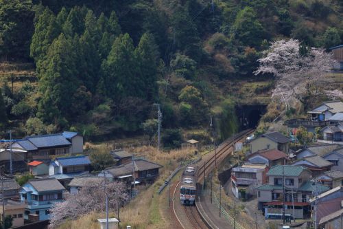紀勢本線の仁木島駅に到着するキハ25系ローカル列車と駅を望む満開の桜(仁木島駅)