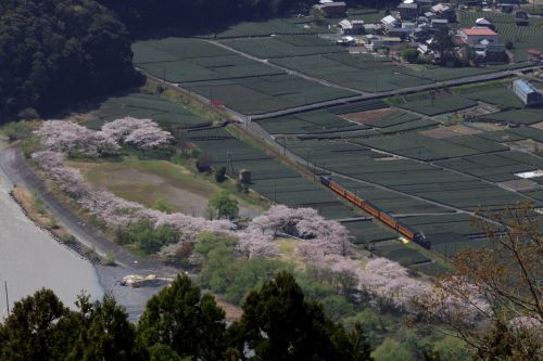 抜里の桜と茶畑 - 大井川鉄道・2021年 -