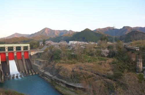 紀勢本線の三瀬谷ダムと周辺の桜風景の中を行くキハ25系ローカル列車(三瀬谷~滝原)
