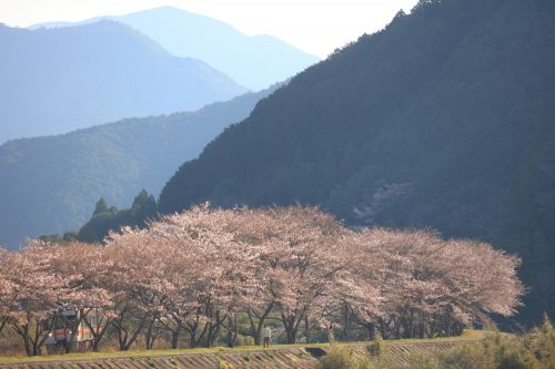 紀勢本線の桜の花道を行くキハ25系ローカル列車とキハ85系特急「ワイドビュー南紀」(伊勢柏崎~阿僧)