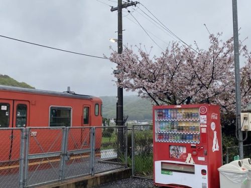 桃太郎線 備前一宮駅の桜