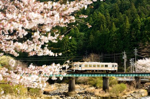 名松線の桜風景の橋梁を行くキハ11形ローカル列車(伊勢竹原~伊勢鎌倉)