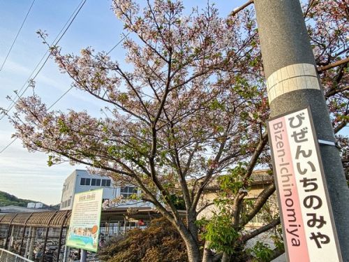4月10日 備前一宮駅の桜のようす。