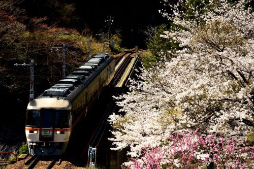 高山本線の渓谷の桜風景を行くキハ85系特急「ワイドビューひだ号」他(飛騨小坂~渚)