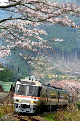 紀勢本線の桜並木を行くキハ85系特急「ワイドビュー南紀号」&キハ25系ローカル列車(伊勢柏崎~阿僧)
