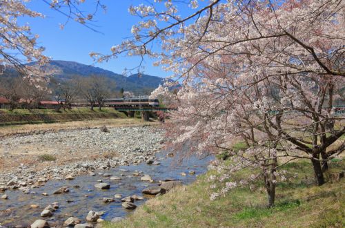 高山本線の春を飾る桜風景を行くキハ85系特急「ワイドビューひだ号」(久々野~飛騨一ノ宮)