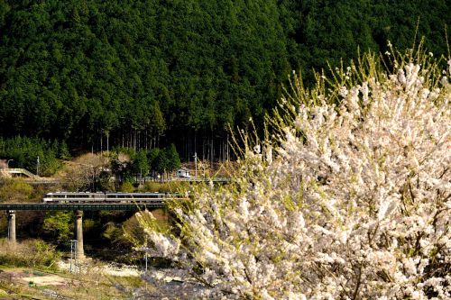 高山本線の春爛漫の桜風景のある鉄橋を行くキハ85系特急「ワイドビューひだ号」(飛騨宮田~上呂)
