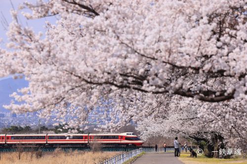 桜と特急ゆけむり
