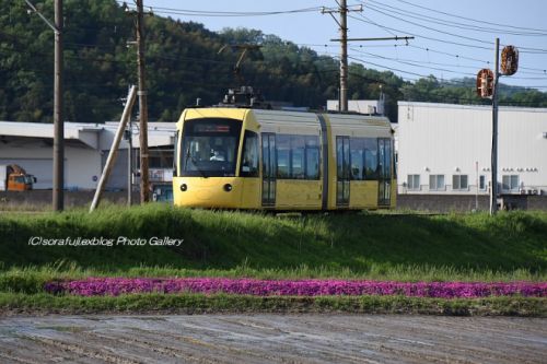 えちぜん鉄道ki-bo 春の田園風景を駆ける3