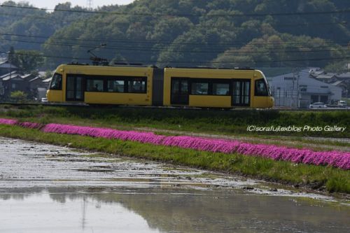 えちぜん鉄道ki-bo 春の田園風景を駆ける4