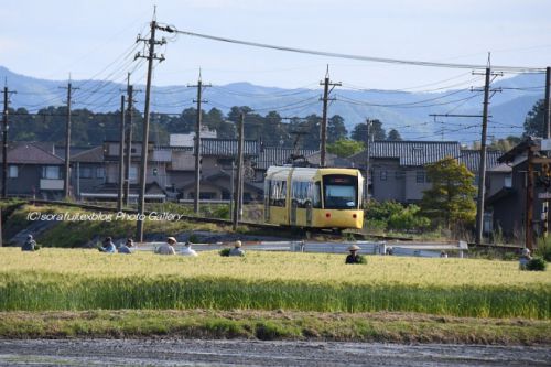 えちぜん鉄道ki-bo 春の田園風景を駆ける5