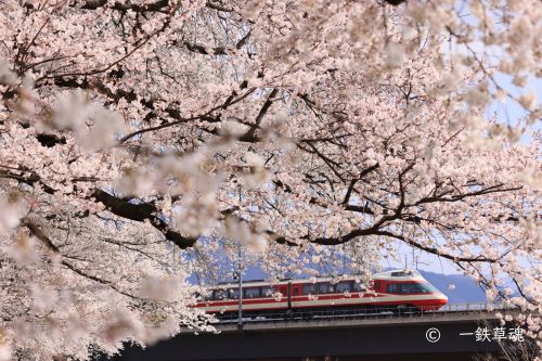 村山権現の桜と特急2本