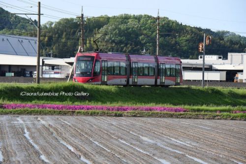 福井鉄道 FUKURAMピンク