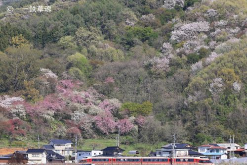 山桜とハナモモと特急ゆけむり