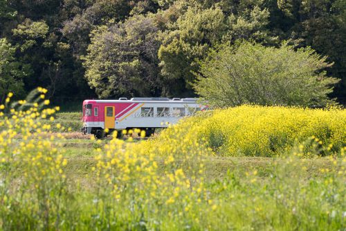 北条鉄道の春①