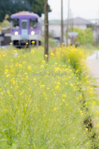 最後の日-つづいて北条鉄道へ―