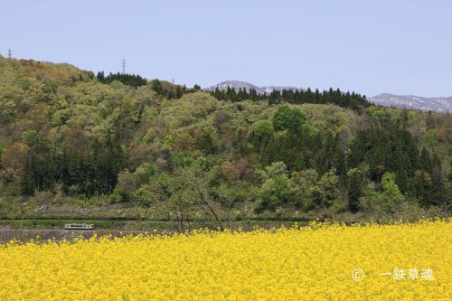 菜の花畑と単行列車