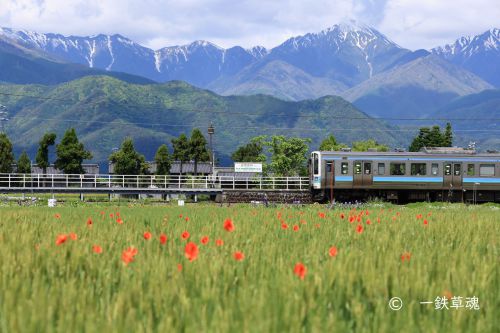 常念岳と麦畑とポピーの駅