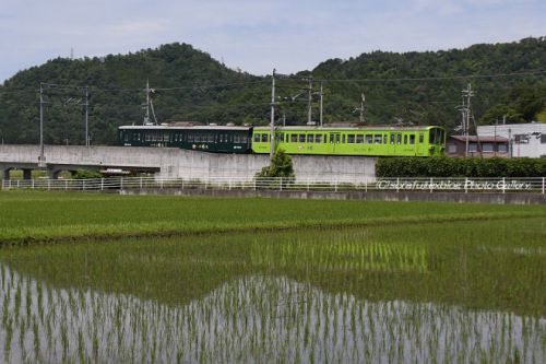 近江鉄道 お茶色の電車