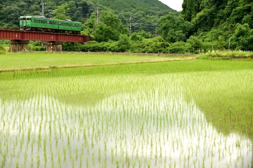 山陰本線の初夏の水田風景を行く113系ローカル電車とDE15ー1541形ラッセル車(下夜久野~上夜久野)