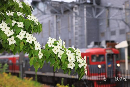 中軽井沢駅のヤマボウシ