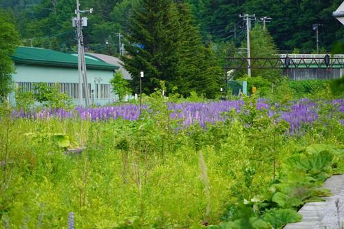落合駅構内はお花畑。