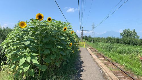 2021鉄道・で・ソレイユ episode7:背丈を超え、花咲せてます編