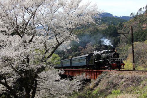 タイから還ってきた機関車が桜花の下を走っていく - 大井川鉄道・2008年 -