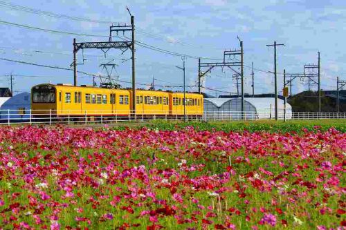秋桜と三岐鉄道