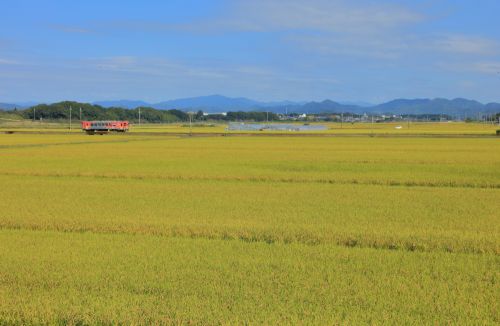 北条鉄道の実りの稲穂風景の秋を行くフラワー2000ー1形(網引~田原)