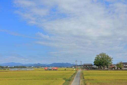 北条鉄道の実りの秋の田園風景を行く北条鉄道フラワー2000ー1形(網引~田原)