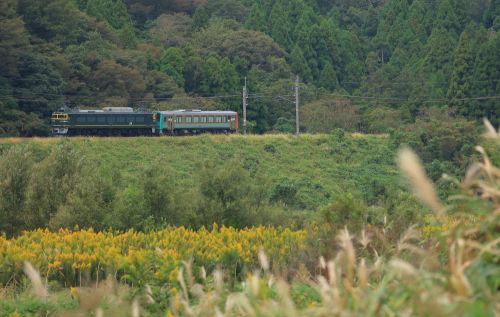 湖西線の秋の訪れを行くEF81ー113号機牽引のキハ120配給列車他(マキノ~永原)