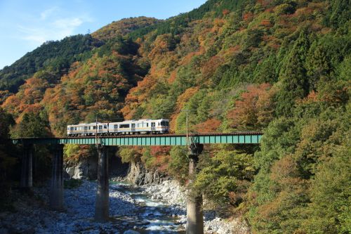 高山本線の紅葉風景を行くキハ25系ローカル列車とキハ85系特急「ワイドビューひだ号」(飛騨小坂~渚)