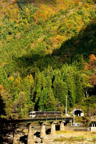 高山本線の秋を飾る紅葉風景を行くキハ85系特急「ワイドビューひだ号」他(角川~坂上)