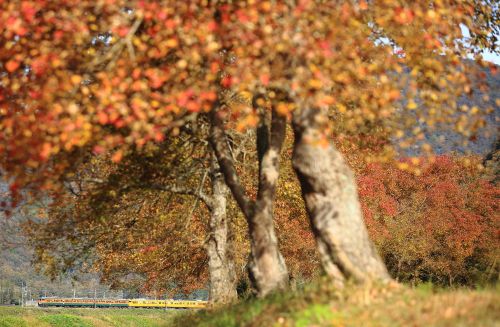 山陽本線の紅葉のある風景の中を行く115系湘南色電車と桃太郎ことEF210牽引のコンテナ貨物(三石~上郡)