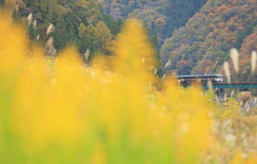 高山本線の宮川の河川敷の秋を行くキハ85系特急「ワイドビューひだ号」他(角川~飛騨細江)