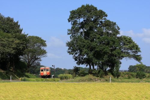 懐かしい色の気動車が稲穂の上を走る - ひたちなか海浜鉄道・2009年 -